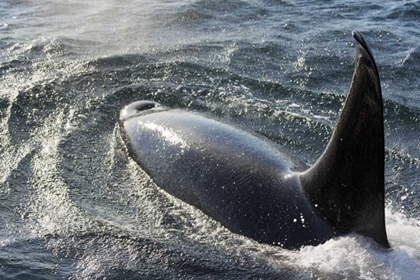 Picture of ALASKA, TENAKEE SPRINGS ORCA WHALE DIVING