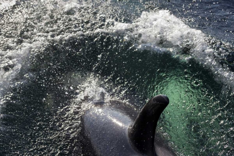 Picture of ALASKA, TENAKEE SPRINGS ORCA WHALE DIVING