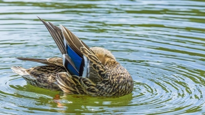 Picture of WASHINGTON, SEABECK MALLARD DUCK PREENING