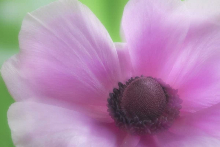 Picture of WASHINGTON, SEABECK GARDEN FLOWER ANEMONE