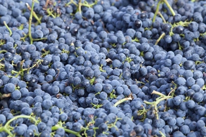 Picture of CANADA, BC, OSOYOOS FRESH PURPLE GRAPES