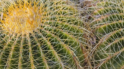 Picture of NEW MEXICO DETAIL OF GOLDEN BARREL CACTUS