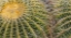 Picture of NEW MEXICO DETAIL OF GOLDEN BARREL CACTUS