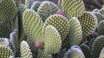 Picture of NEW MEXICO BEAVERTAIL PRICKLY-PEAR CACTUS