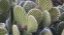 Picture of NEW MEXICO BEAVERTAIL PRICKLY-PEAR CACTUS