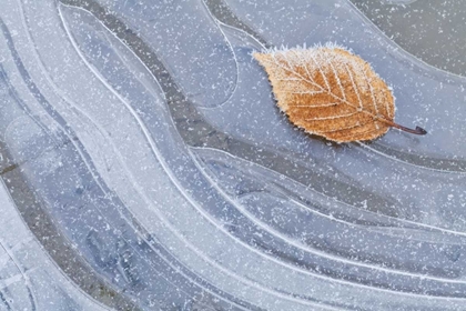 Picture of WA, SEABECK AUTUMN LEAF ON ICE WITH FROST