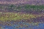 Picture of OR, TAHKENITCH LAKE ABSTRACT OF DUCK WEED