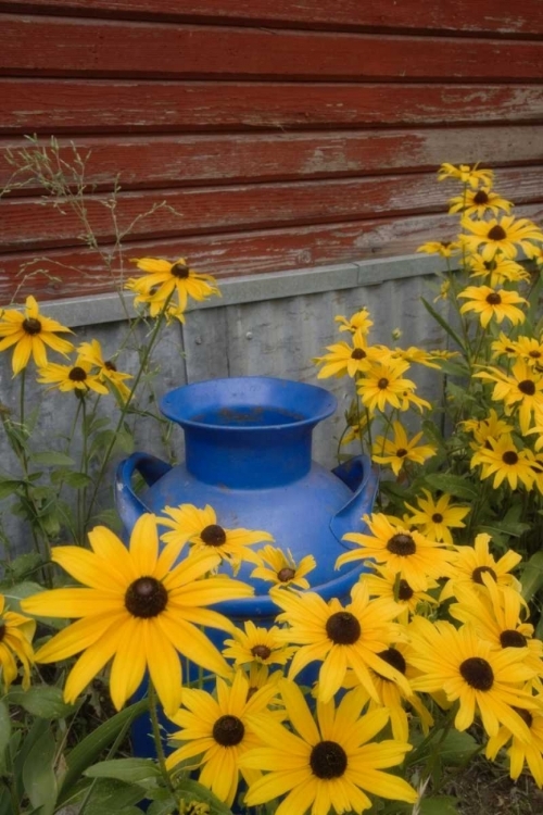 Picture of WA, BLUE MILK CAN SITS AMID GARDEN FLOWERS