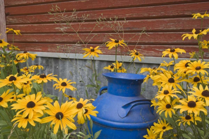 Picture of WA, BLUE MILK CAN SITS AMID GARDEN FLOWERS