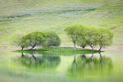 Picture of CA, TREES REFLECT IN BLACK BUTTE RESERVOIR