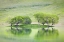 Picture of CA, TREES REFLECT IN BLACK BUTTE RESERVOIR