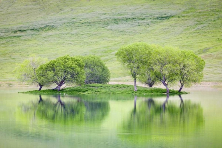 Picture of CA, TREES REFLECT IN BLACK BUTTE RESERVOIR