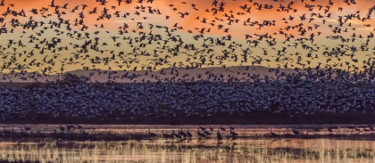 Picture of NEW MEXICO SNOW GEESE AND SANDHILL CRANES