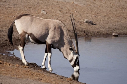 Picture of NAMIBIA, ETOSHA NP ORYX DRINKING AT A WATERHOLE