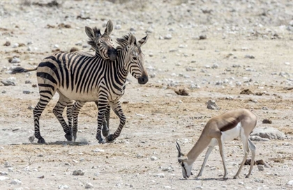 Picture of AFRICA, NAMIBIA, ETOSHA NP ZEBRAS AND SPRINGBOK