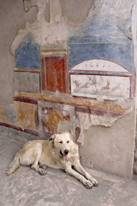 Picture of ITALY, CAMPANIA, POMPEII A STRAY DOG AND FRESCO