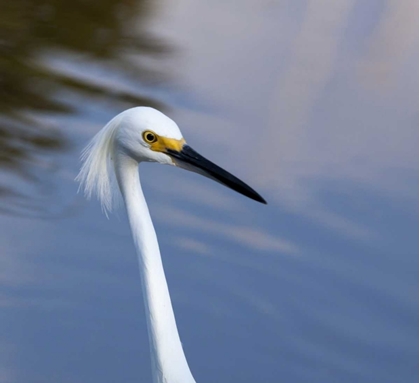 Picture of FLORIDA, EVERGLADES NP A SNOWY EGRET IN PROFILE