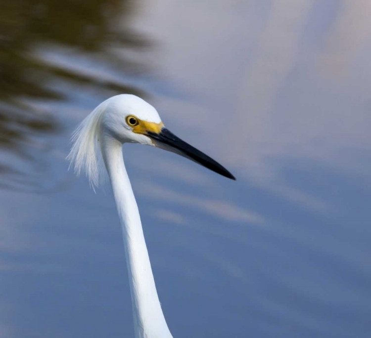 Picture of FLORIDA, EVERGLADES NP A SNOWY EGRET IN PROFILE