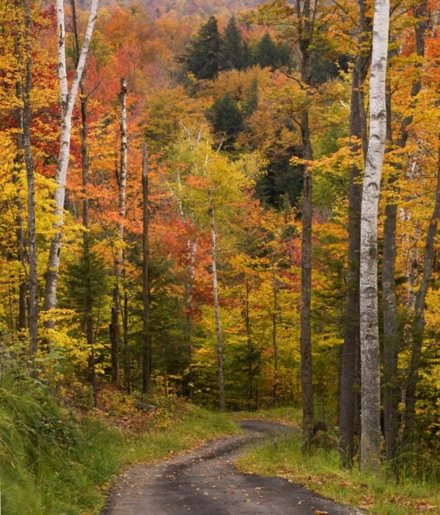 Picture of MAINE, BETHEL WINDING LANE THROUGH AUTUMN TREES