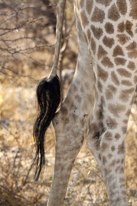 Picture of GIRAFFES TAIL AND HIND LEGS, ETOSHA NP, NAMIBIA