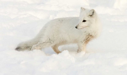 Picture of CANADA, MANITOBA, HUDSON BAY ARCTIC FOX IN SNOW