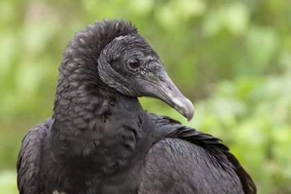 Picture of FLORIDA, EVERGLADES NP BLACK VULTURE IN PROFILE