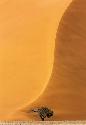 Picture of NAMIBIA, NAMIB-NAUKLUFT PARK SAND DUNE AND TREE