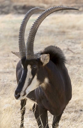 Picture of NAMIBIA, WINDHOEK, OKAPUKA RANCH SABLE ANTELOPE