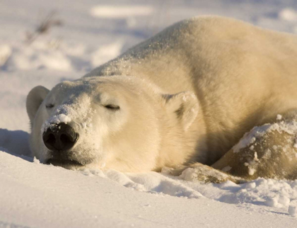 Picture of CANADA, MANITOBA, CHURCHILL SLEEPING POLAR BEAR