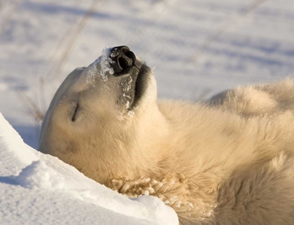 Picture of CANADA, MANITOBA, CHURCHILL SLEEPING POLAR BEAR