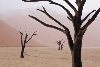 Picture of NAMIBIA, NAMIB-NAUKLUFT, DEADVLEI MISTY MORNING