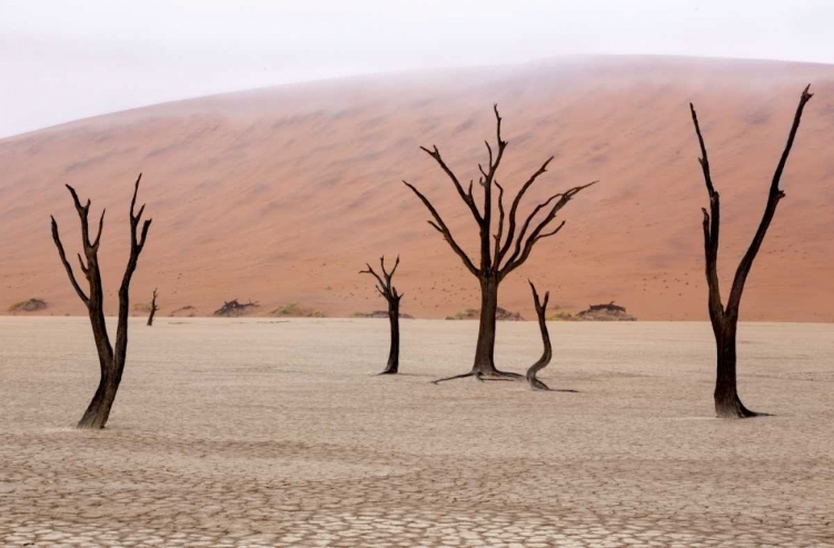 Picture of NAMIBIA, NAMIB-NAUKLUFT, DEADVLEI MISTY MORNING