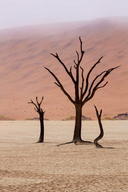 Picture of NAMIBIA, NAMIB-NAUKLUFT, DEADVLEI MISTY MORNING