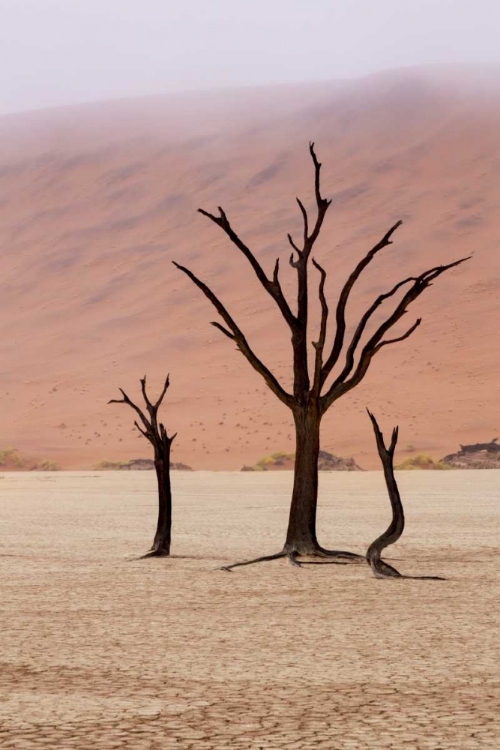 Picture of NAMIBIA, NAMIB-NAUKLUFT, DEADVLEI MISTY MORNING