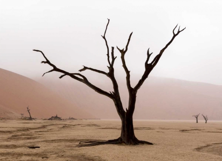 Picture of NAMIBIA, NAMIB-NAUKLUFT, DEADVLEI MISTY MORNING