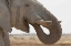 Picture of PORTRAIT OF AFRICAN ELEPHANT, ETOSHA NP, NAMIBIA