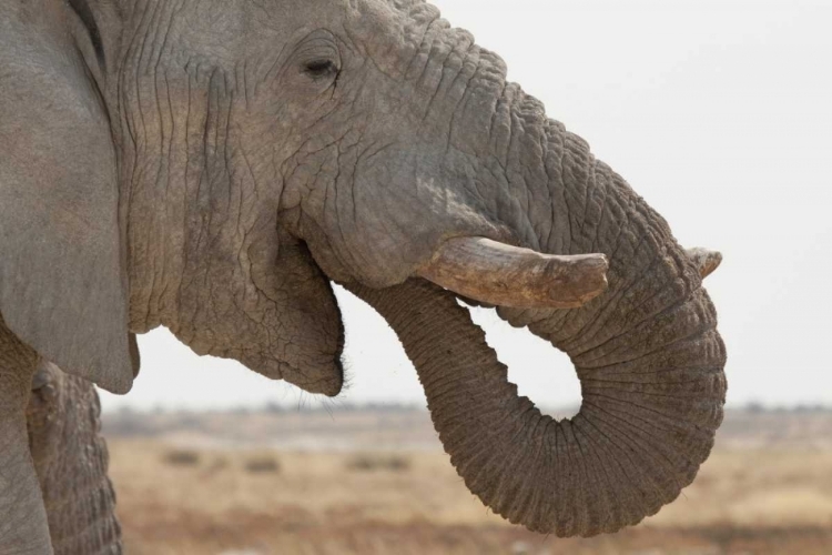 Picture of PORTRAIT OF AFRICAN ELEPHANT, ETOSHA NP, NAMIBIA