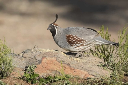 Picture of AZ, AMADO MALE GAMBELS QUAIL PERCHED ON A ROCK