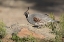 Picture of AZ, AMADO MALE GAMBELS QUAIL PERCHED ON A ROCK