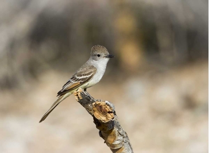 Picture of AZ, BUCKEYE AN ASH-THROATED FLYCATCHER ON STUMP