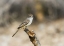 Picture of AZ, BUCKEYE AN ASH-THROATED FLYCATCHER ON STUMP