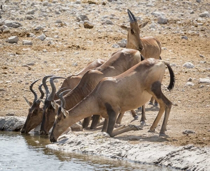 Picture of NAMIBIA, ETOSHA NP HARTEBEEST DRINKING AT WATER