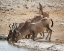 Picture of NAMIBIA, ETOSHA NP HARTEBEEST DRINKING AT WATER