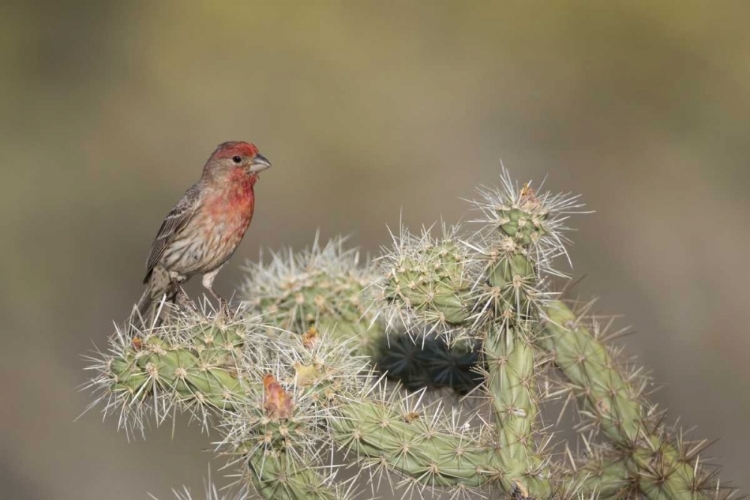 Picture of AZ, BUCKEYE HOUSE FINCH ON PENCIL CHOLLA CACTUS