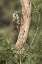 Picture of AZ, SANTA RITA MTS, AZ, WOODPECKER ON TREE TRUNK