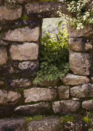 Picture of PERU, MACHU PICCHU PLANTS TAKE ROOT IN A WINDOW