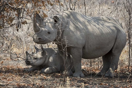 Picture of NAMIBIA, ETOSHA NP RHINOCEROS AND BABY IN SHADE