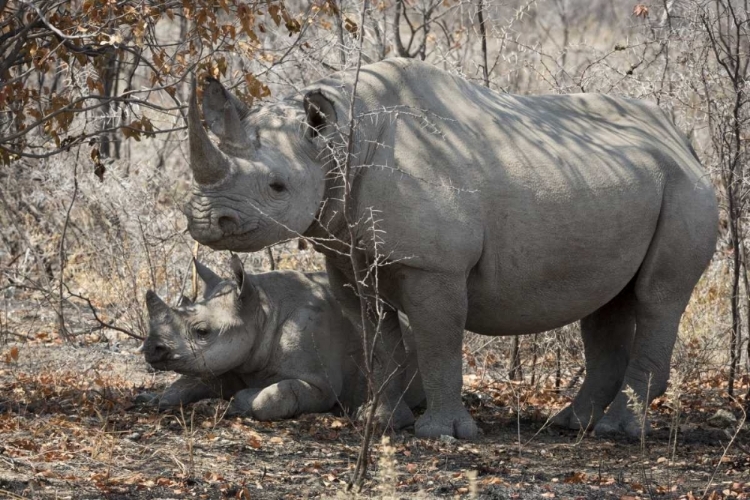 Picture of NAMIBIA, ETOSHA NP RHINOCEROS AND BABY IN SHADE