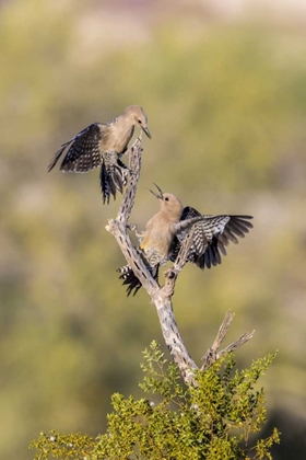 Picture of AZ, BUCKEYE GILA WOODPECKERS ON CHOLLA SKELETON