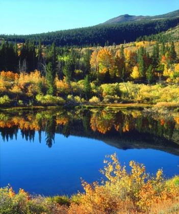 Picture of CA, SIERRA NEVADA BEAVER POND IN AUTUMN